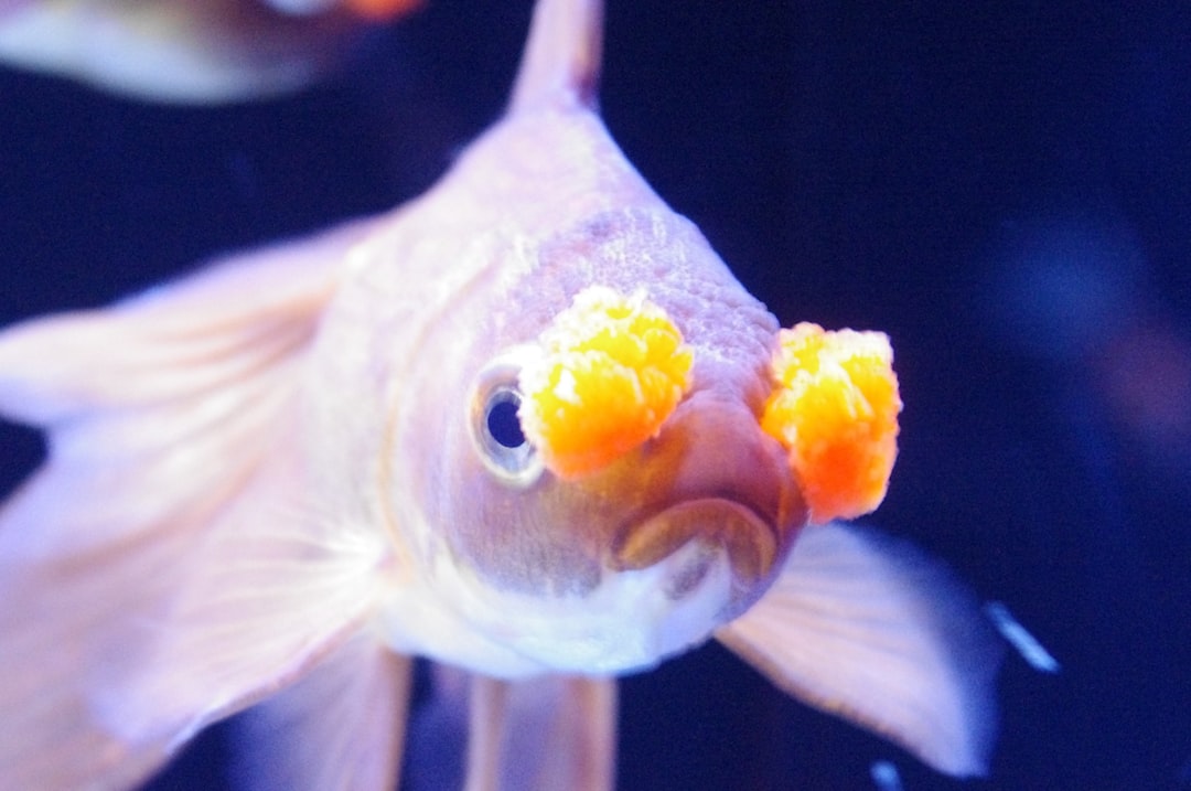 Goldfish in aquarium showing healthy body condition