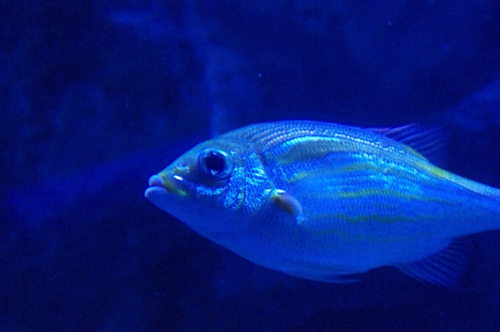 a blue fish swimming in an aquarium