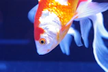 Close-up of a vibrant crossbred guppy swimming gracefully in a clear tank.