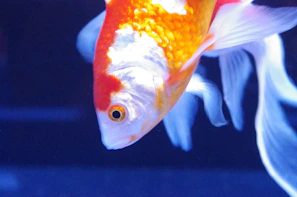 Close-up of a vibrant crossbred guppy swimming gracefully in a clear tank.