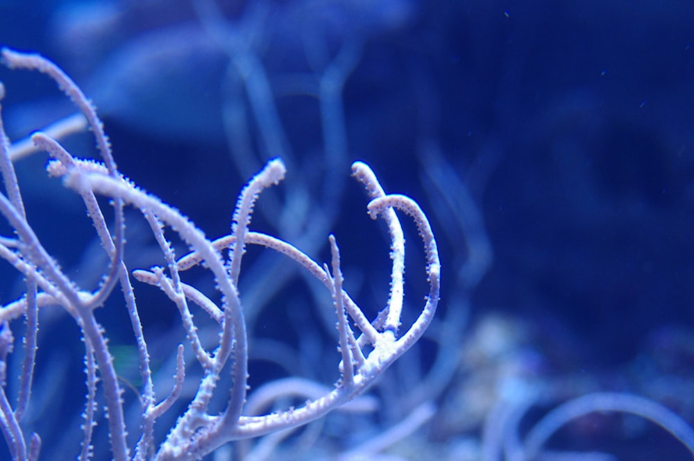 Un primer plano de un coral con gotas de agua