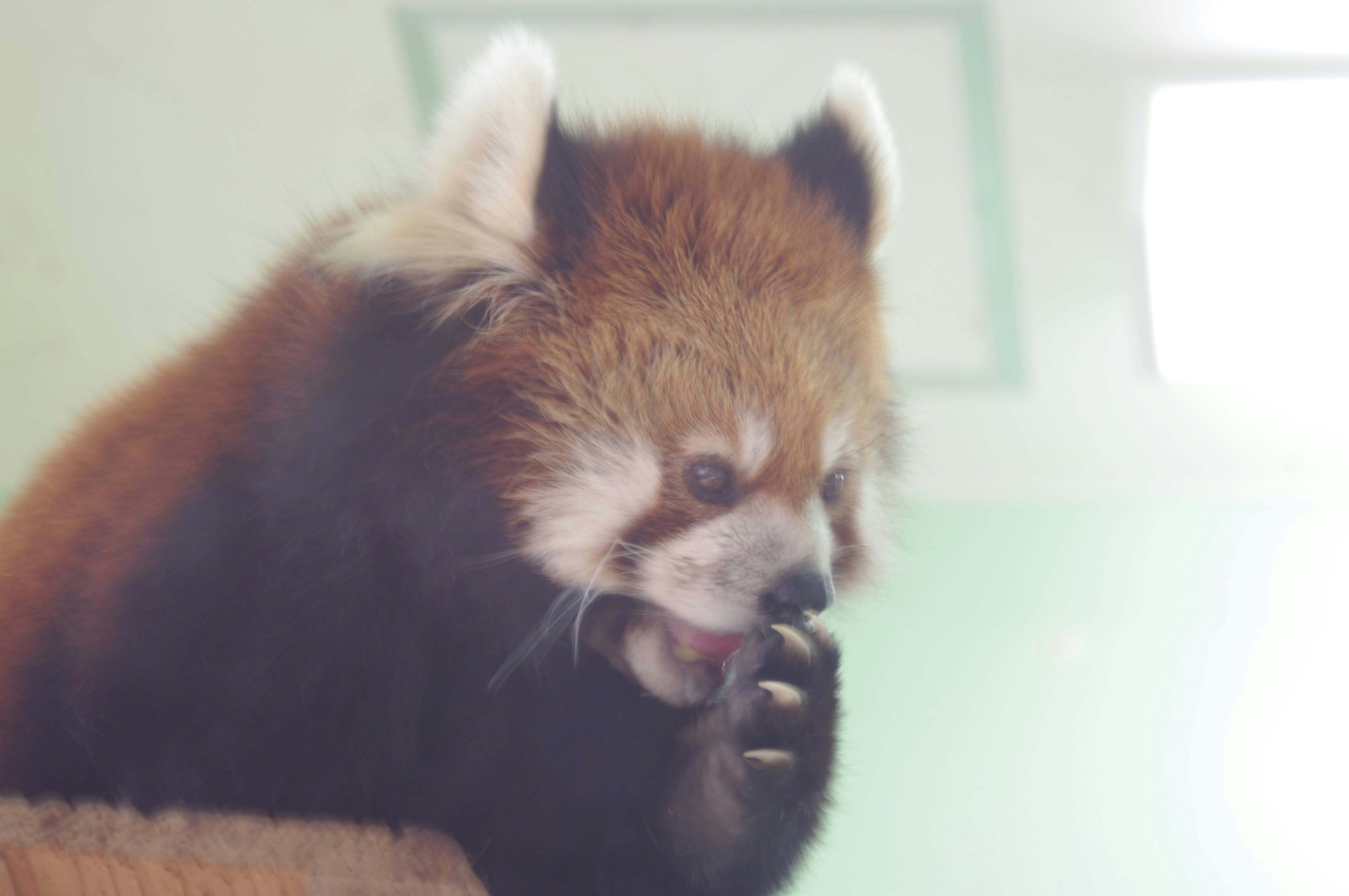a brown and white animal sitting on top of a wooden box