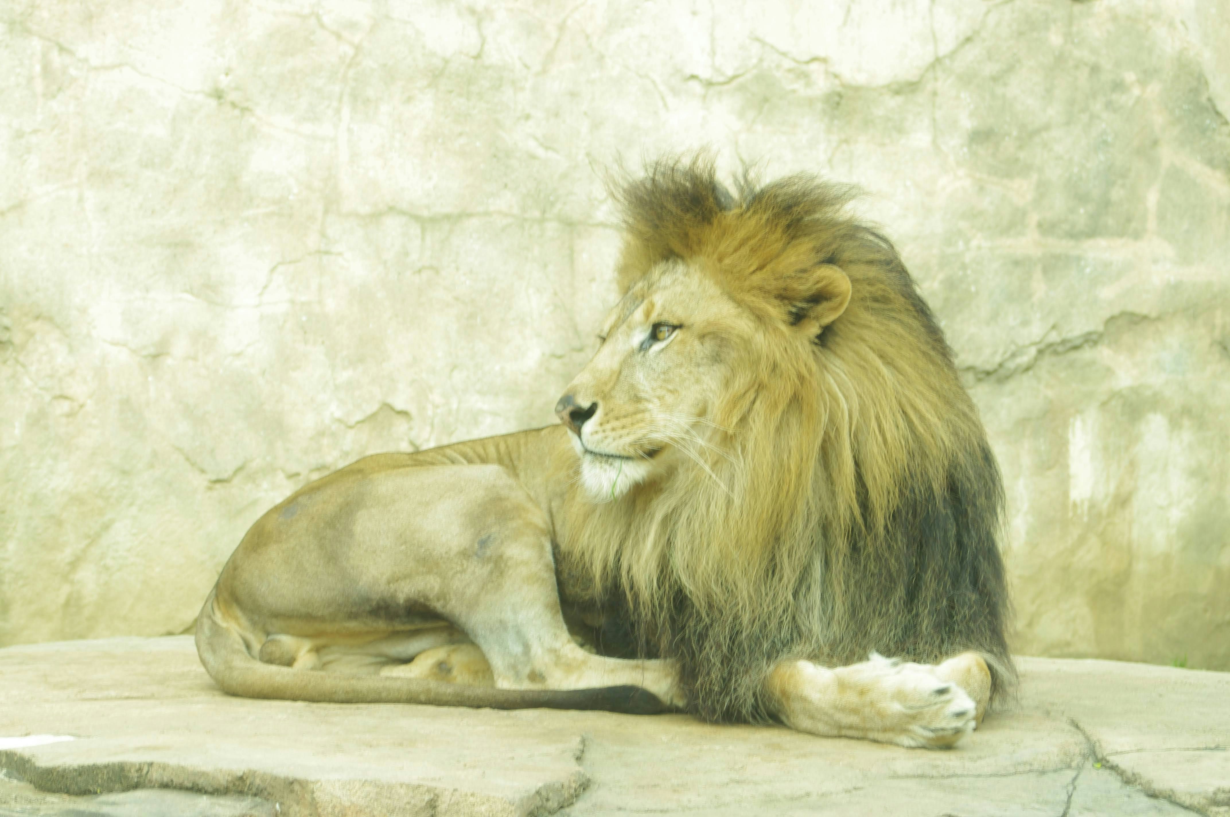 a large lion and a small lion sitting on a rock