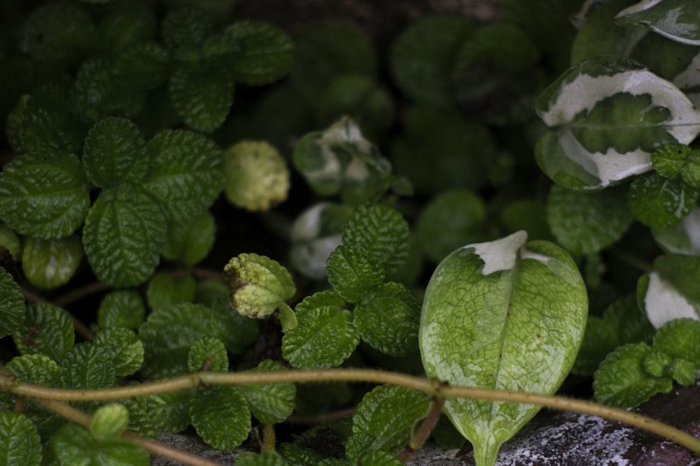 a close up of a plant with green leaves