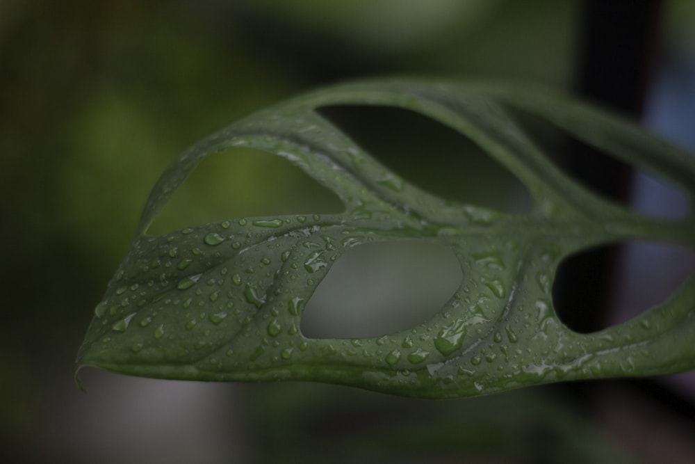 a green leaf with water drops on it