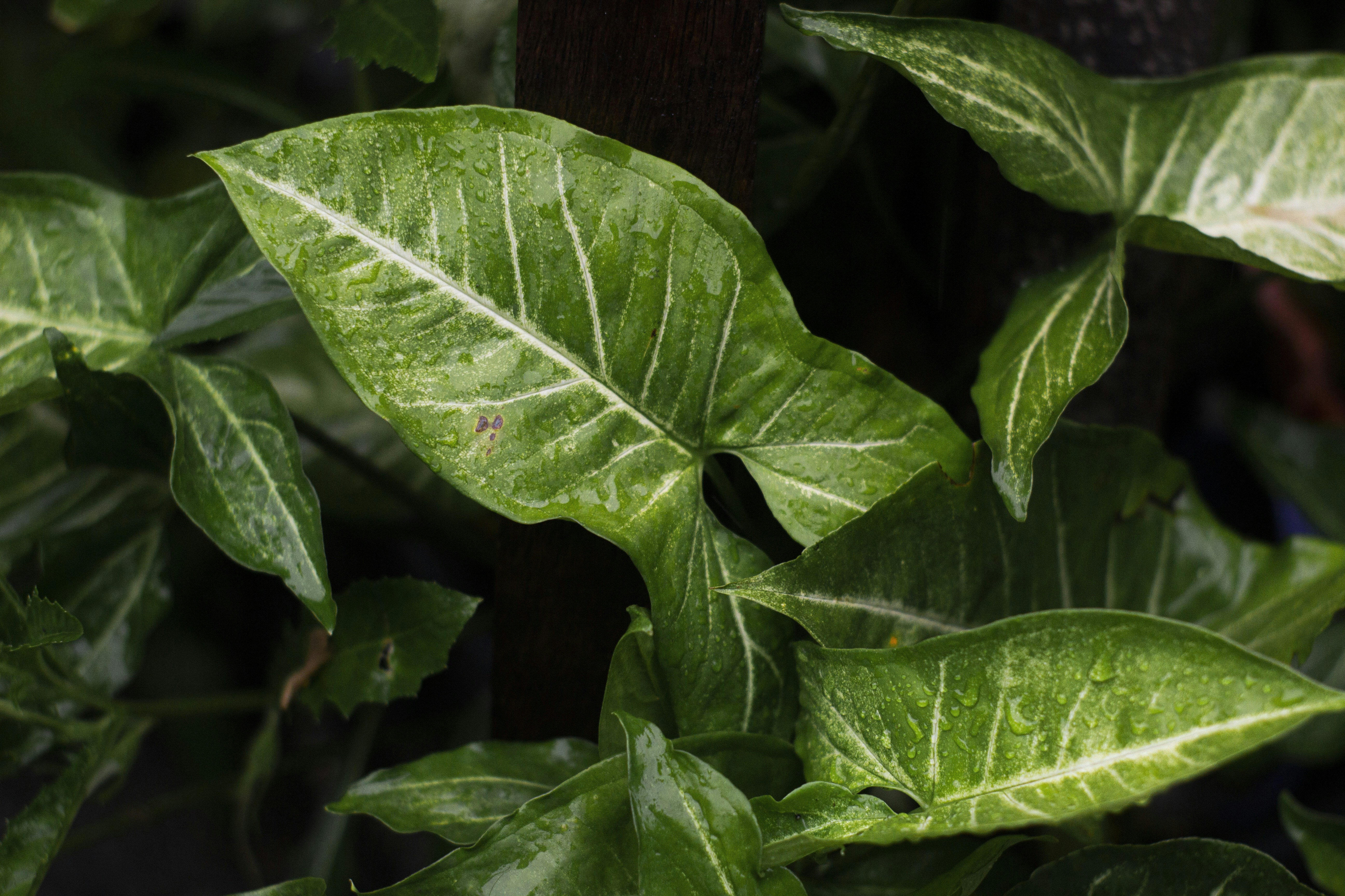 Photo by ilhamabitama