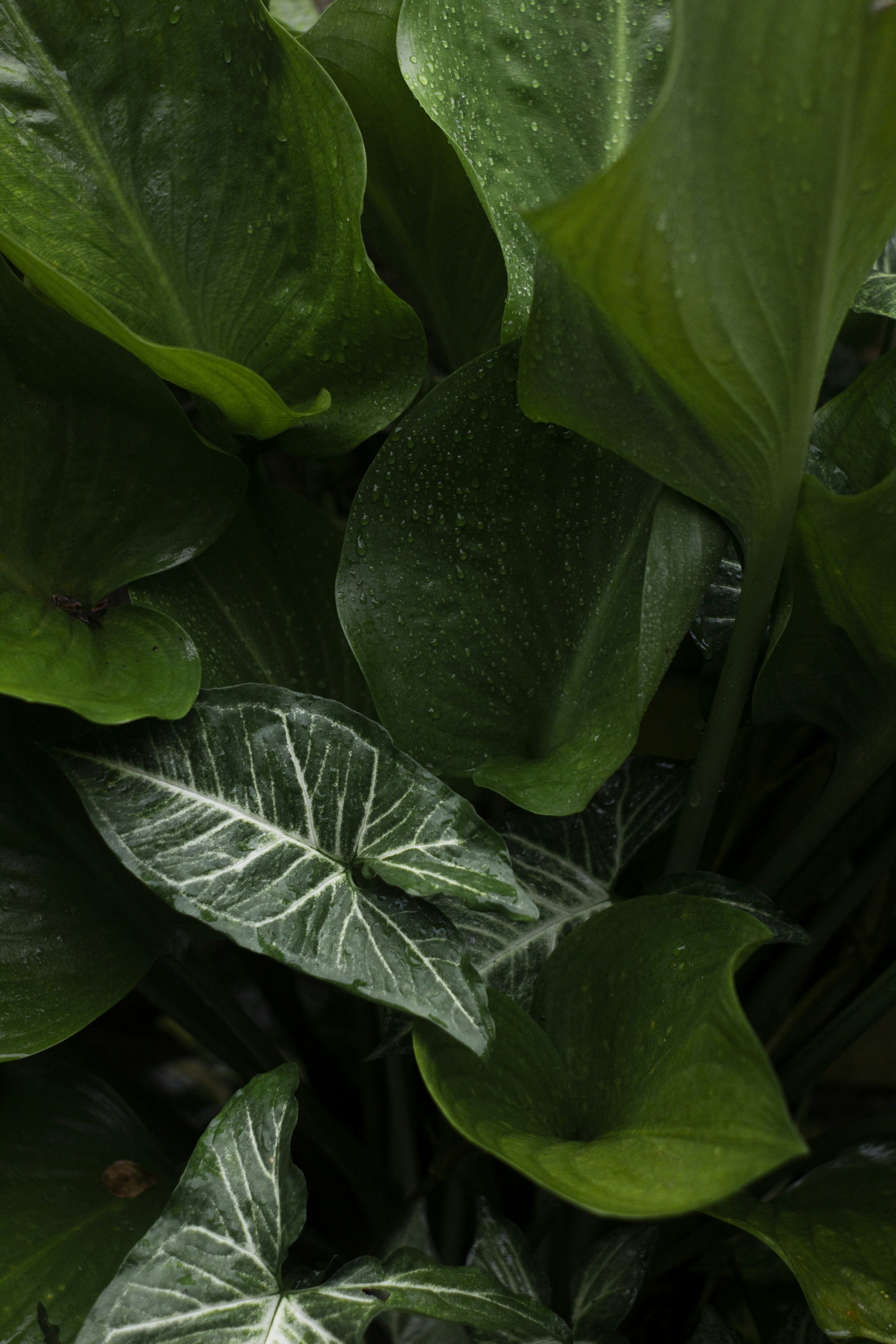 a close up of a green plant with leaves