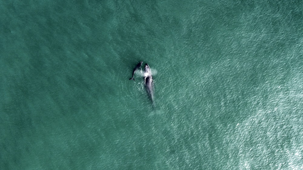 an aerial view of two people swimming in the ocean