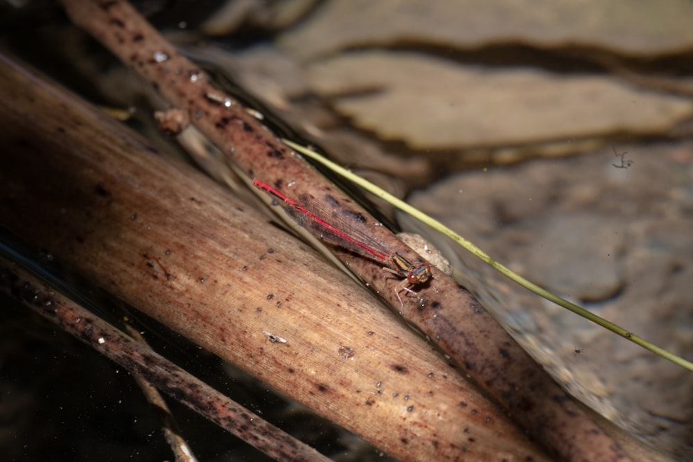 a close up of a lizard on a branch in water