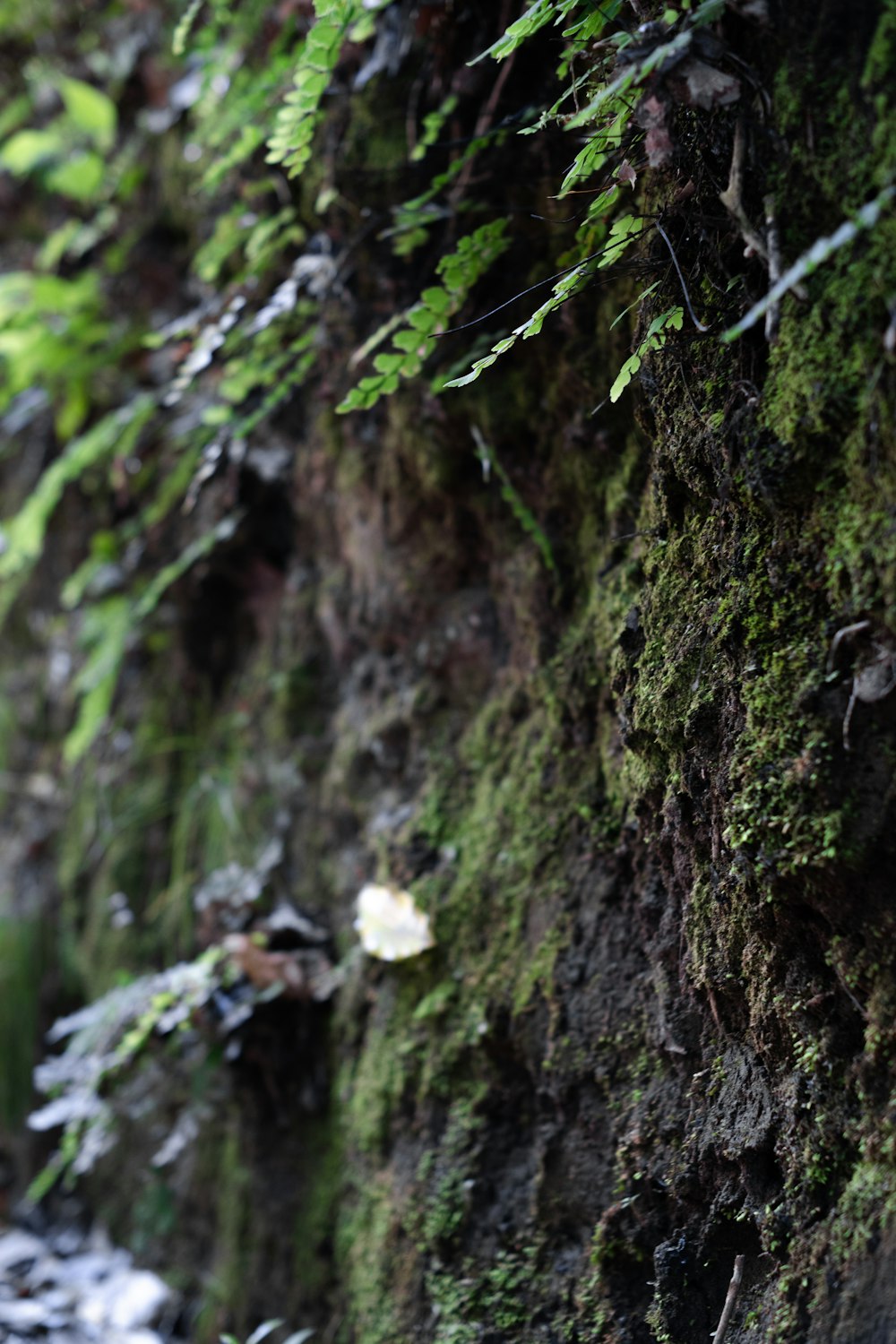 a bird is perched on a mossy wall