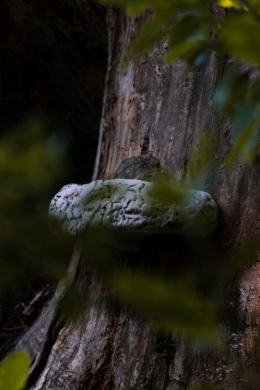 a close up of a mushroom on a tree