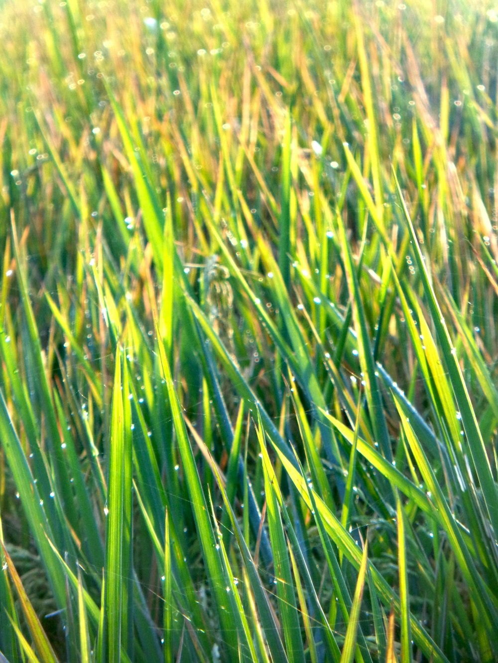 a close up of some grass with water droplets on it