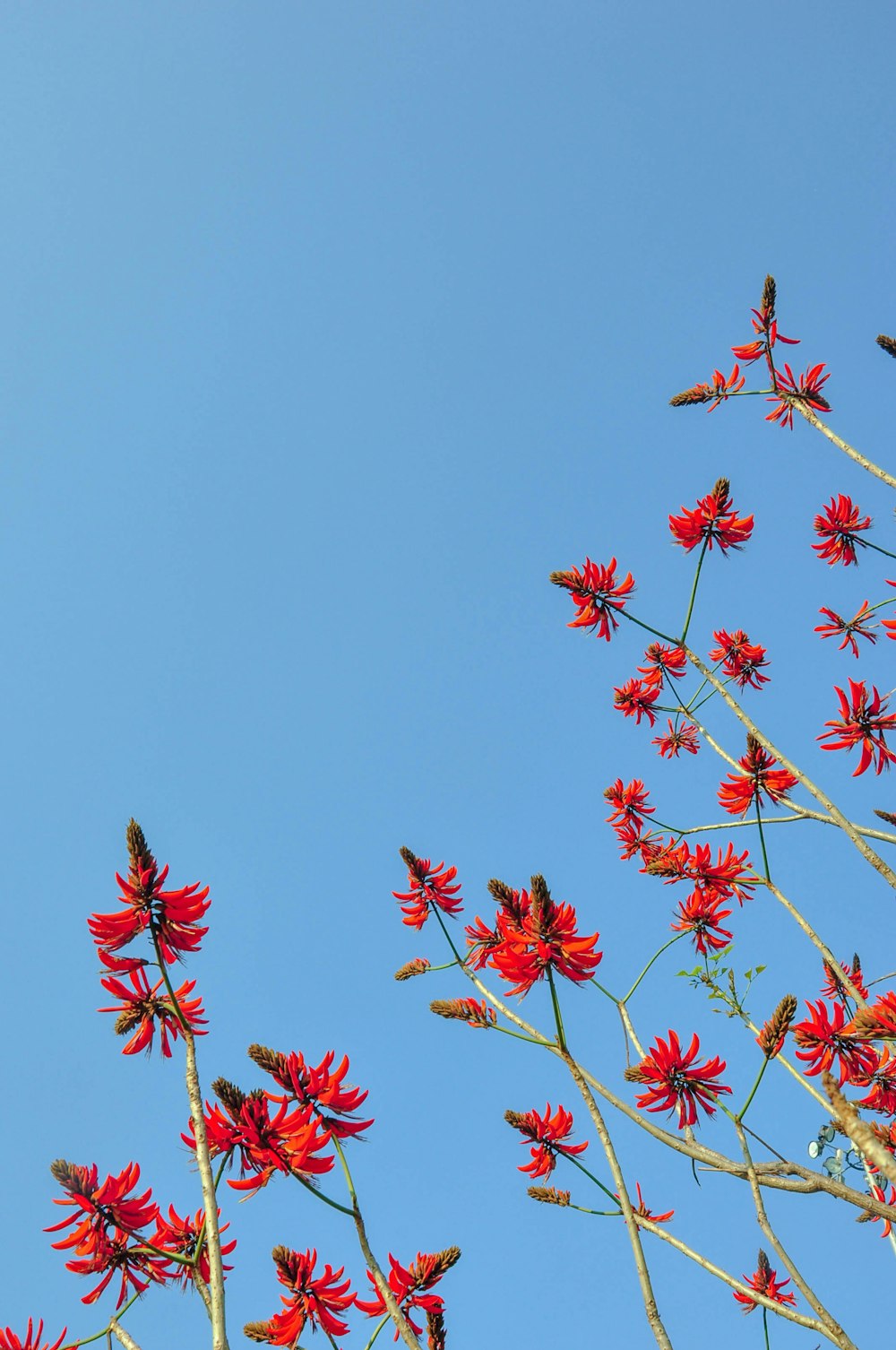 a bunch of red flowers on a tree with a blue sky in the background