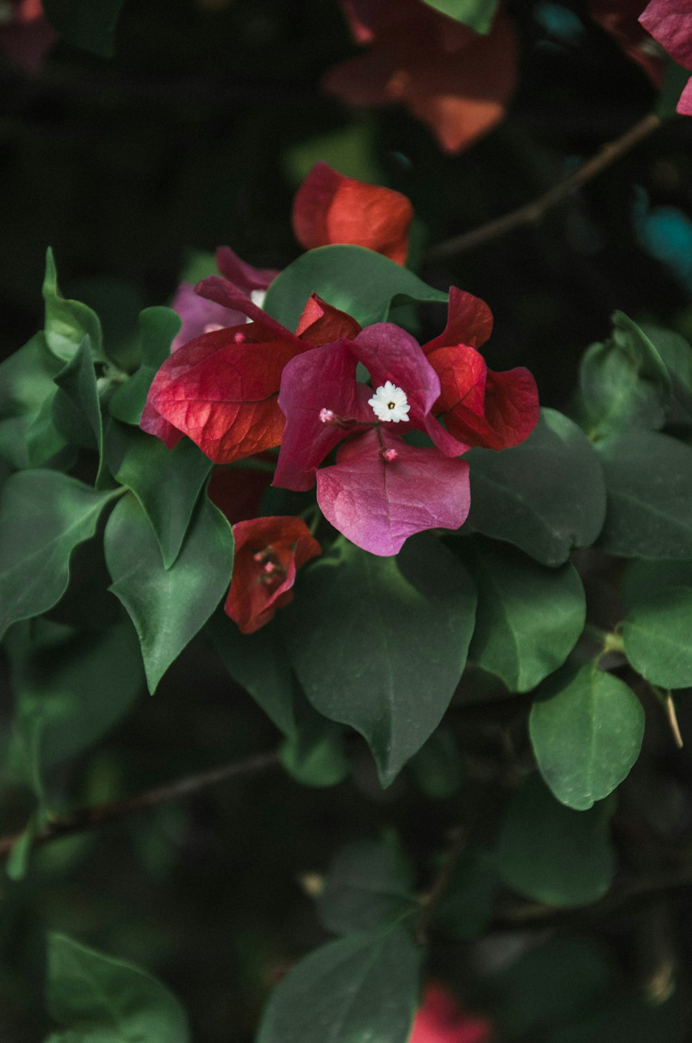 a red and pink flower with green leaves