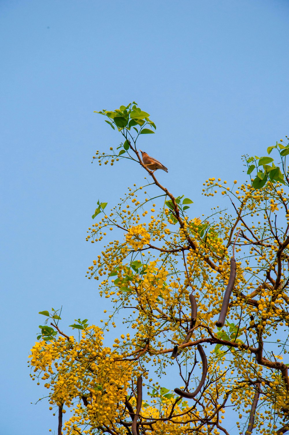 a bird sitting on top of a tree with yellow flowers
