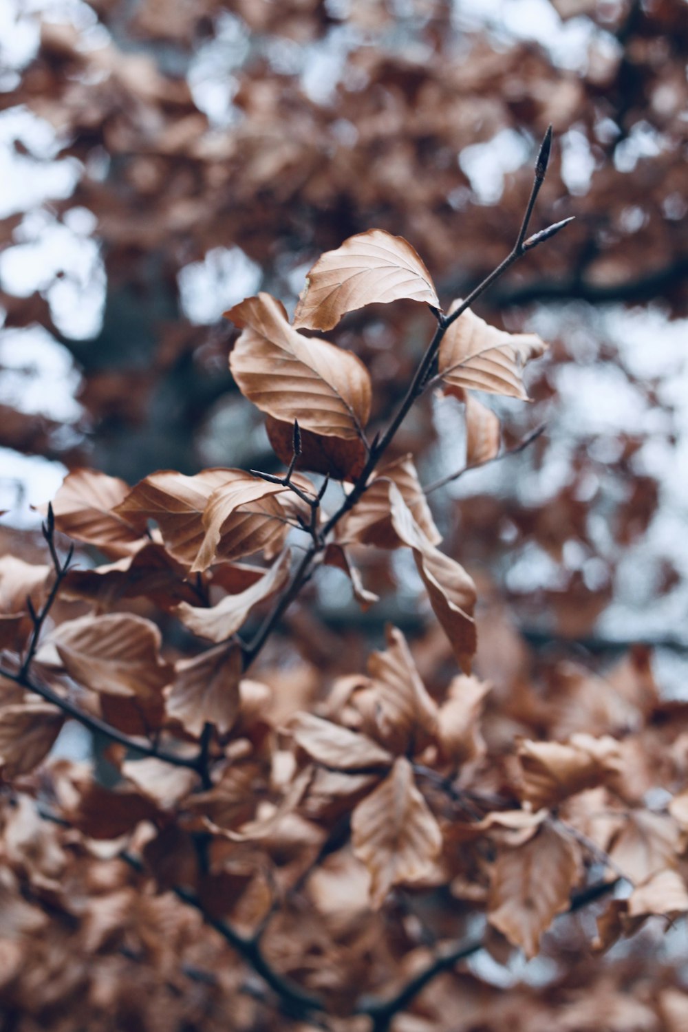 a leafy tree with brown leaves in the foreground