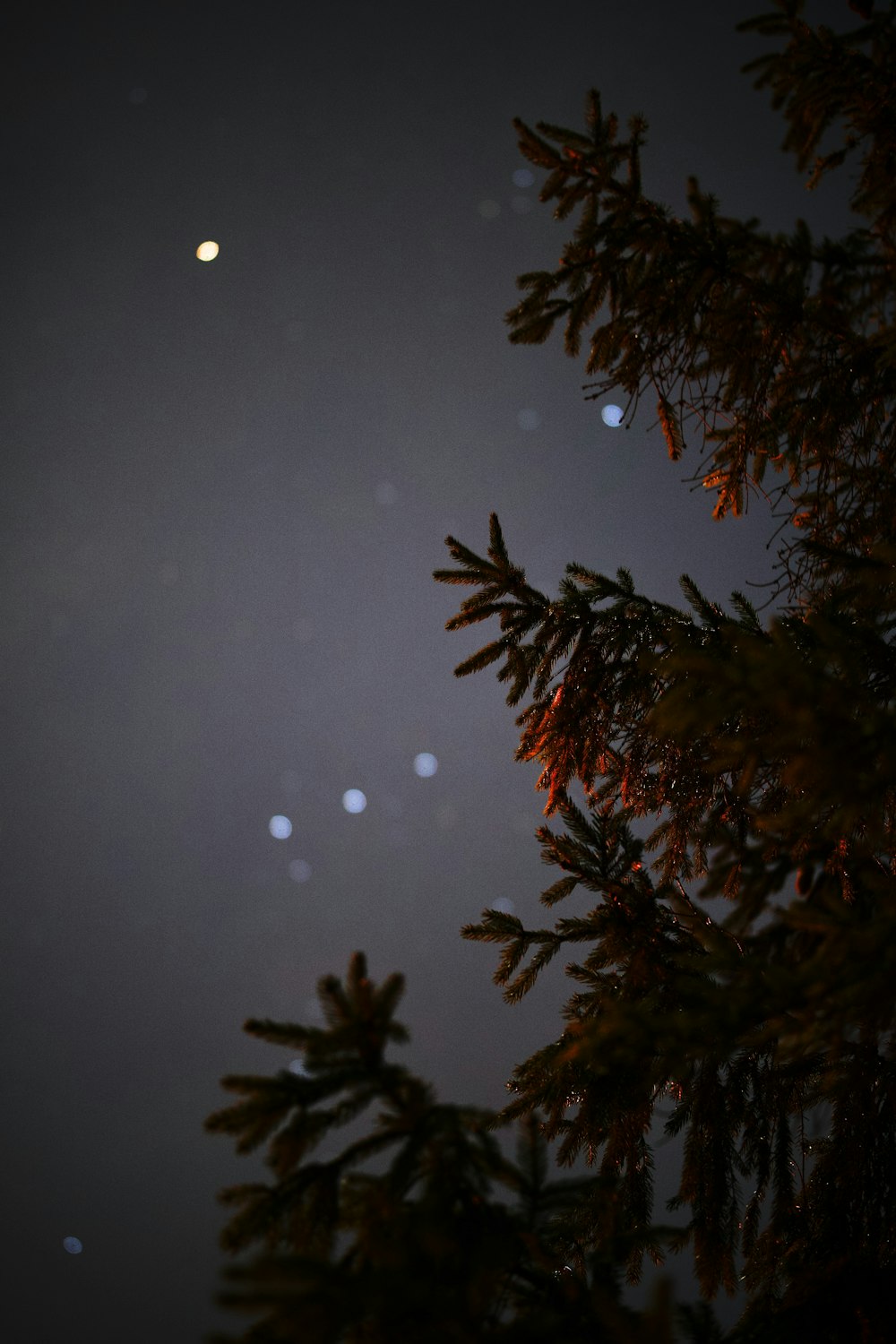 a full moon seen through the branches of a tree