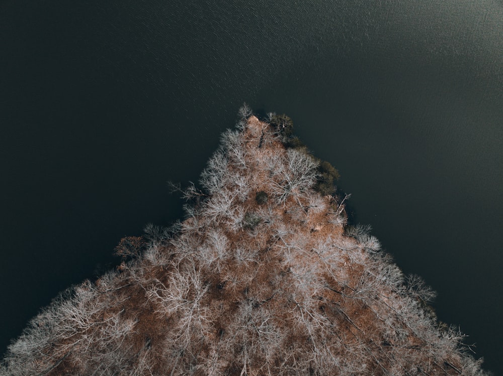 an aerial view of a tree in the middle of a lake