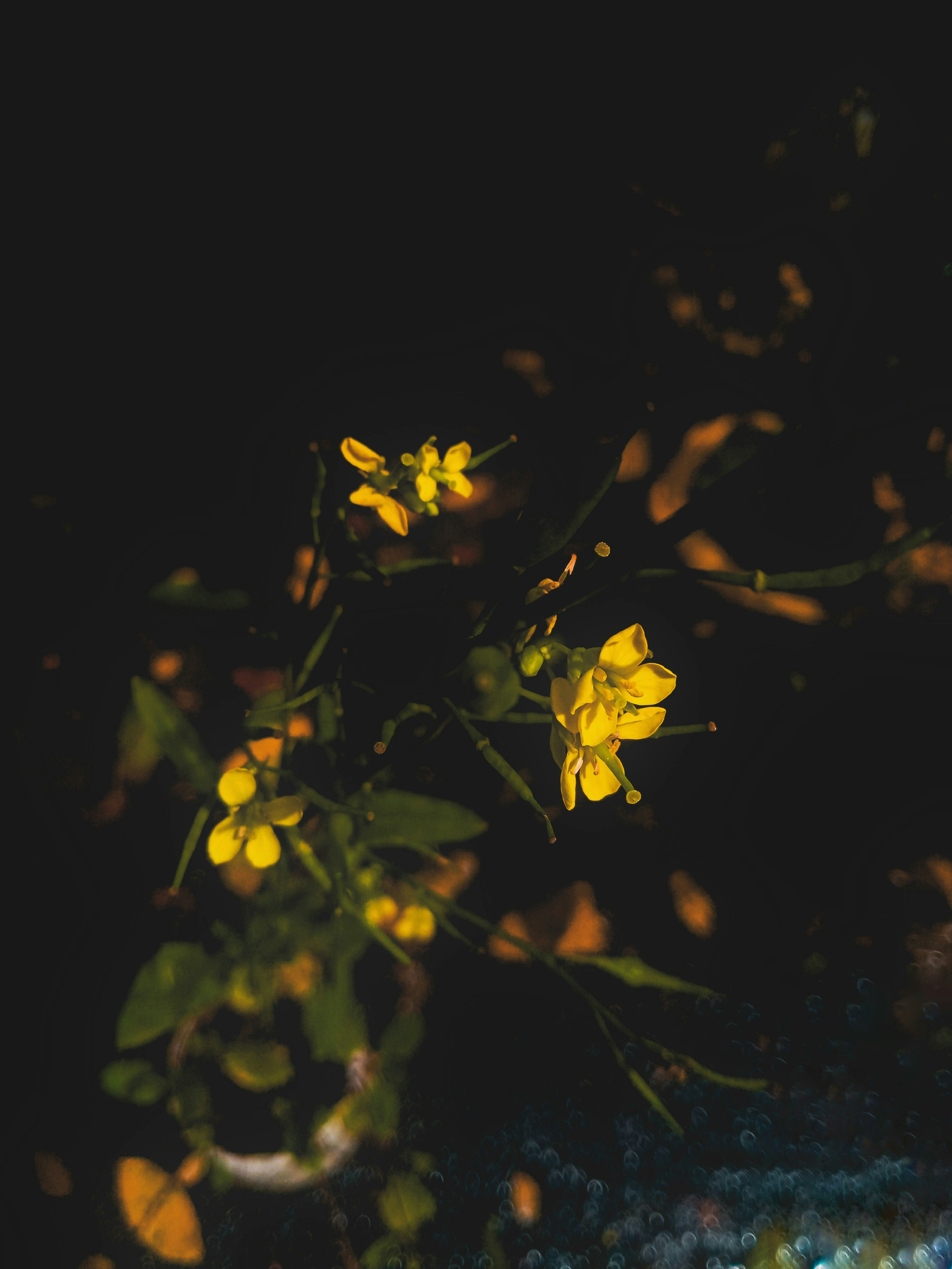 Photo by nihalsherin