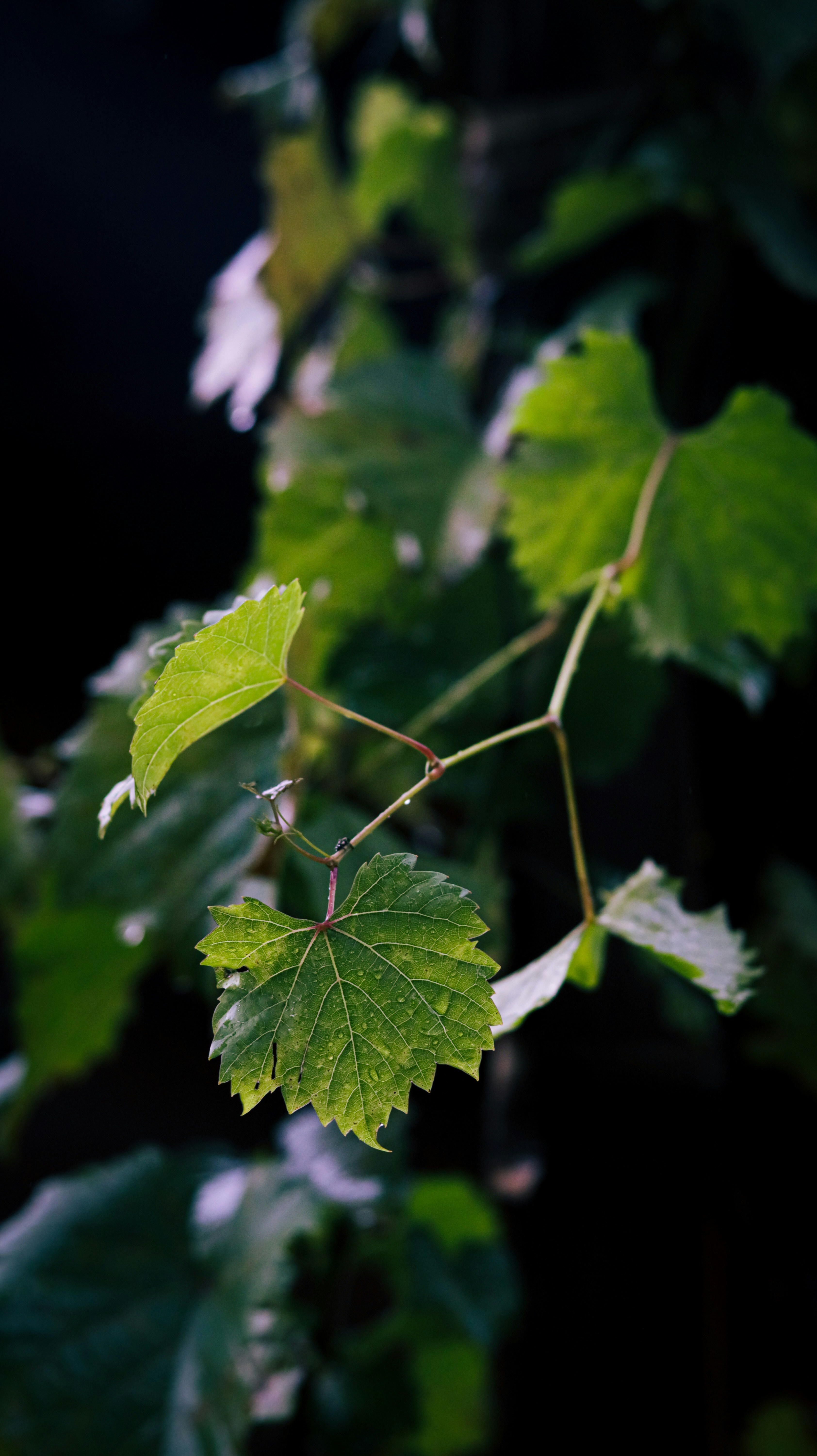 a close up of a green leaf on a tree