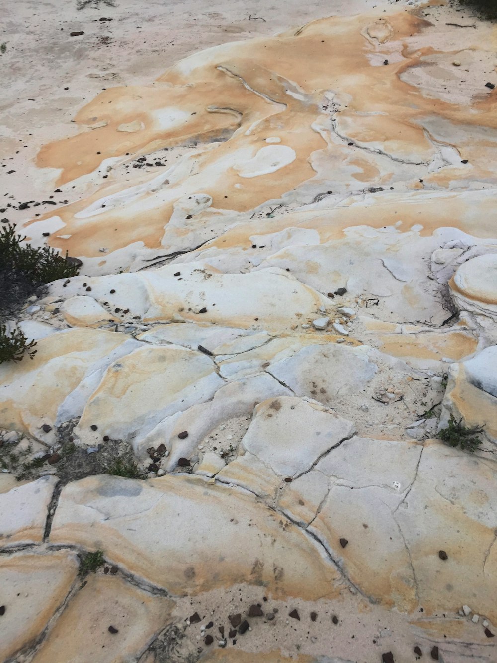 a bird standing on top of a rock covered ground