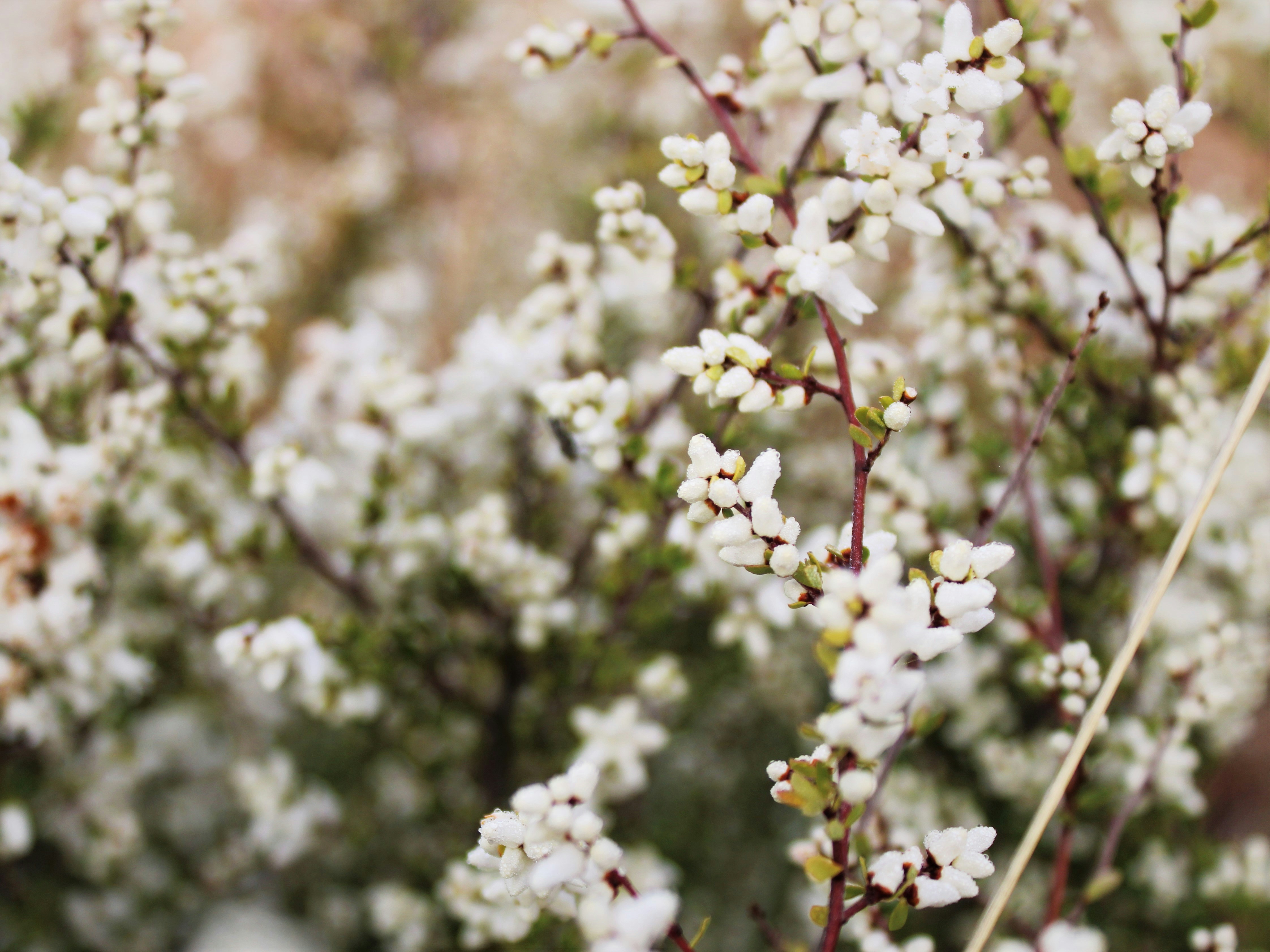 Native wildflowers in garden