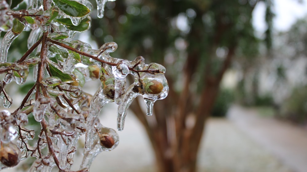 a tree with ice hanging from it's branches