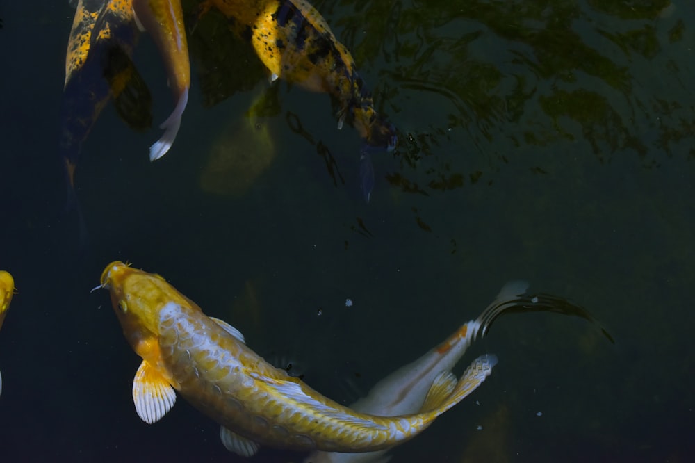 a group of fish swimming in a pond