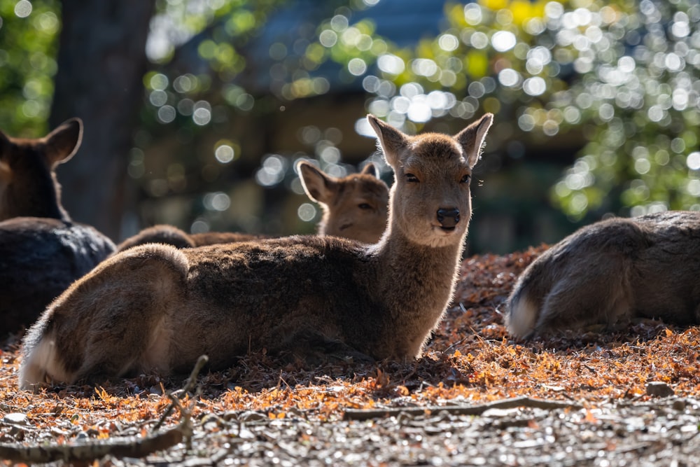 a group of deer laying on top of a grass covered field