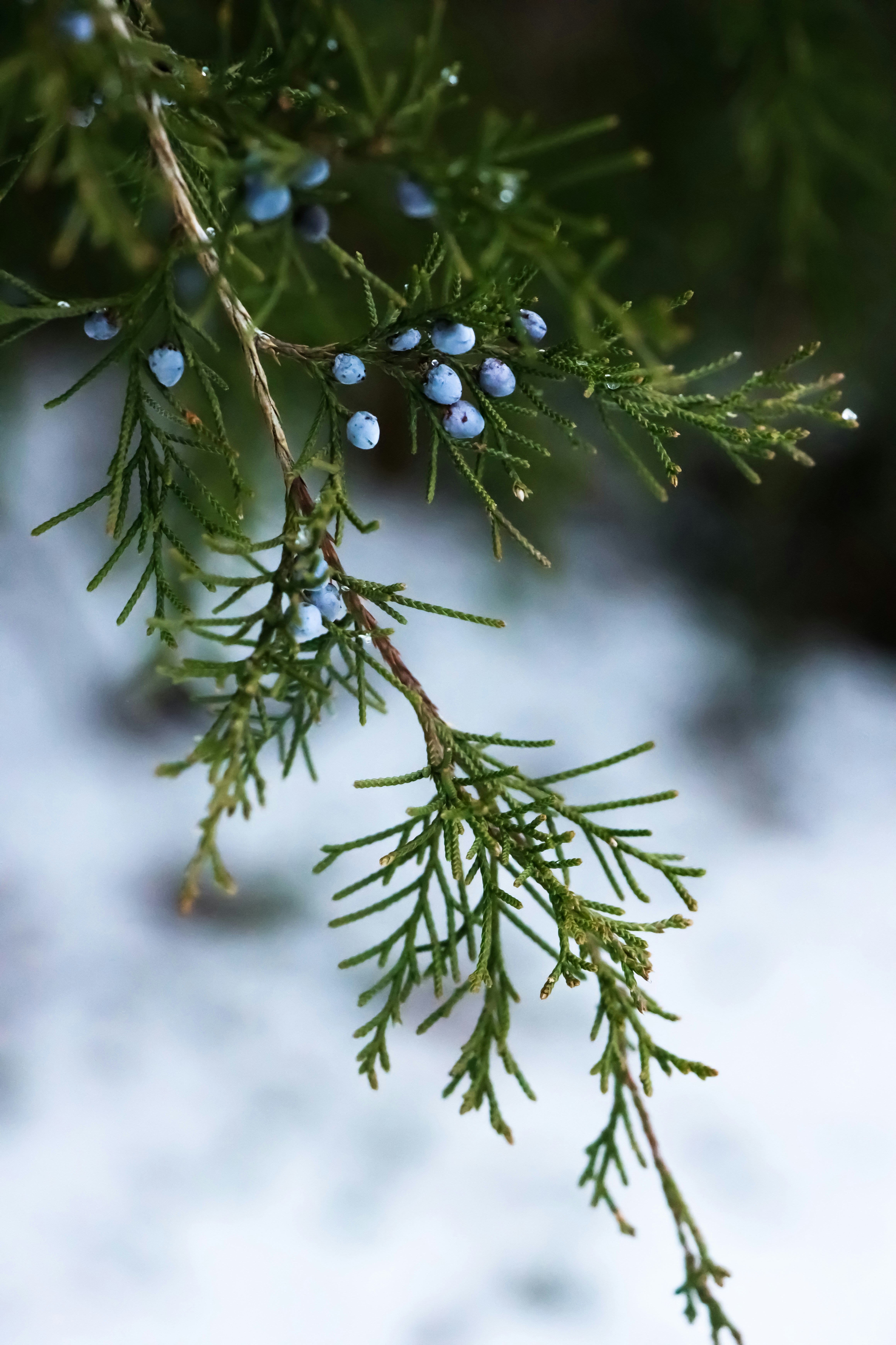 a branch of a pine tree with blue berries