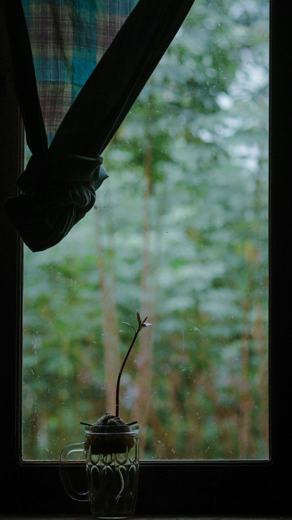 a window with a plant in it and a curtain in front of it