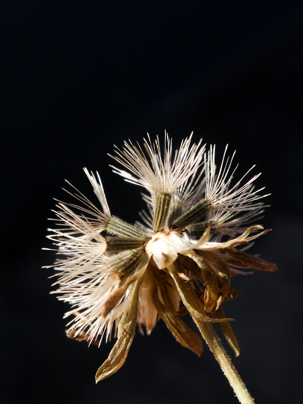 a close up of a flower on a black background