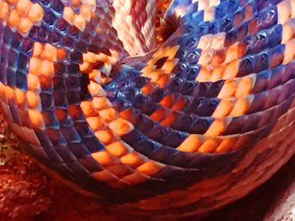 Colorful snake scales shimmering in soft natural light highlighting their intricate patterns