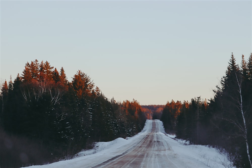 a dirt road surrounded by trees and snow