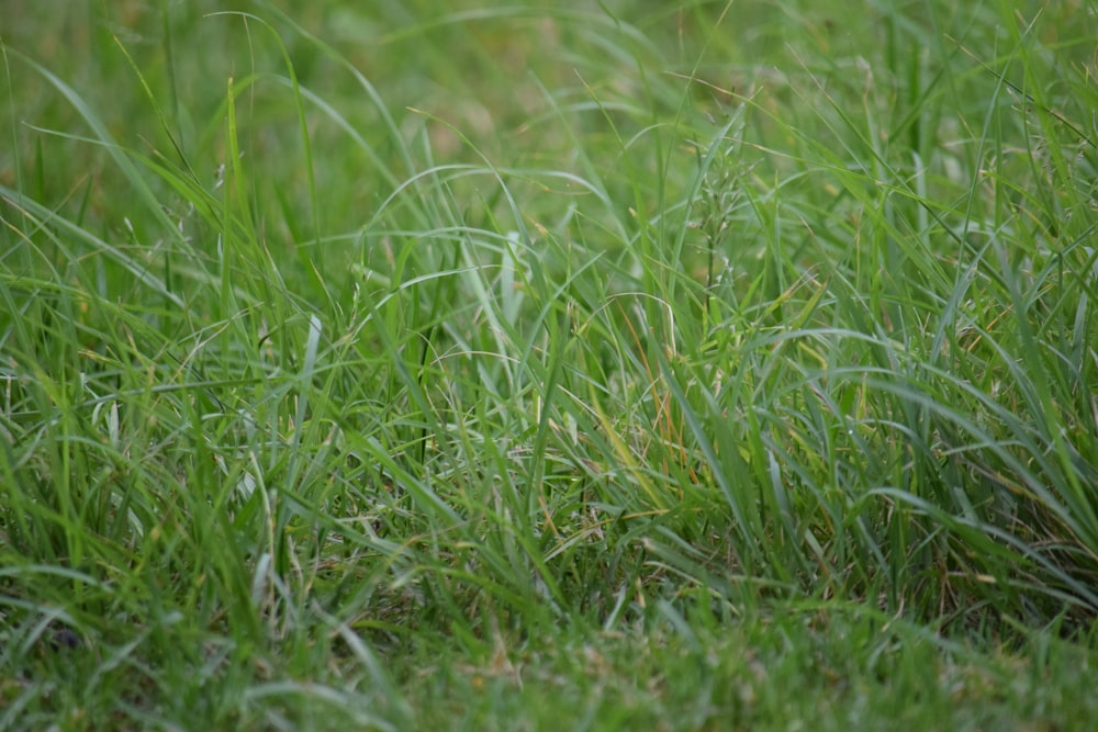 a close up of a grass field with a blurry background