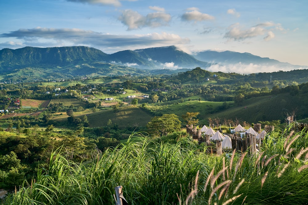 una lussureggiante collina verde coperta da un sacco di alberi