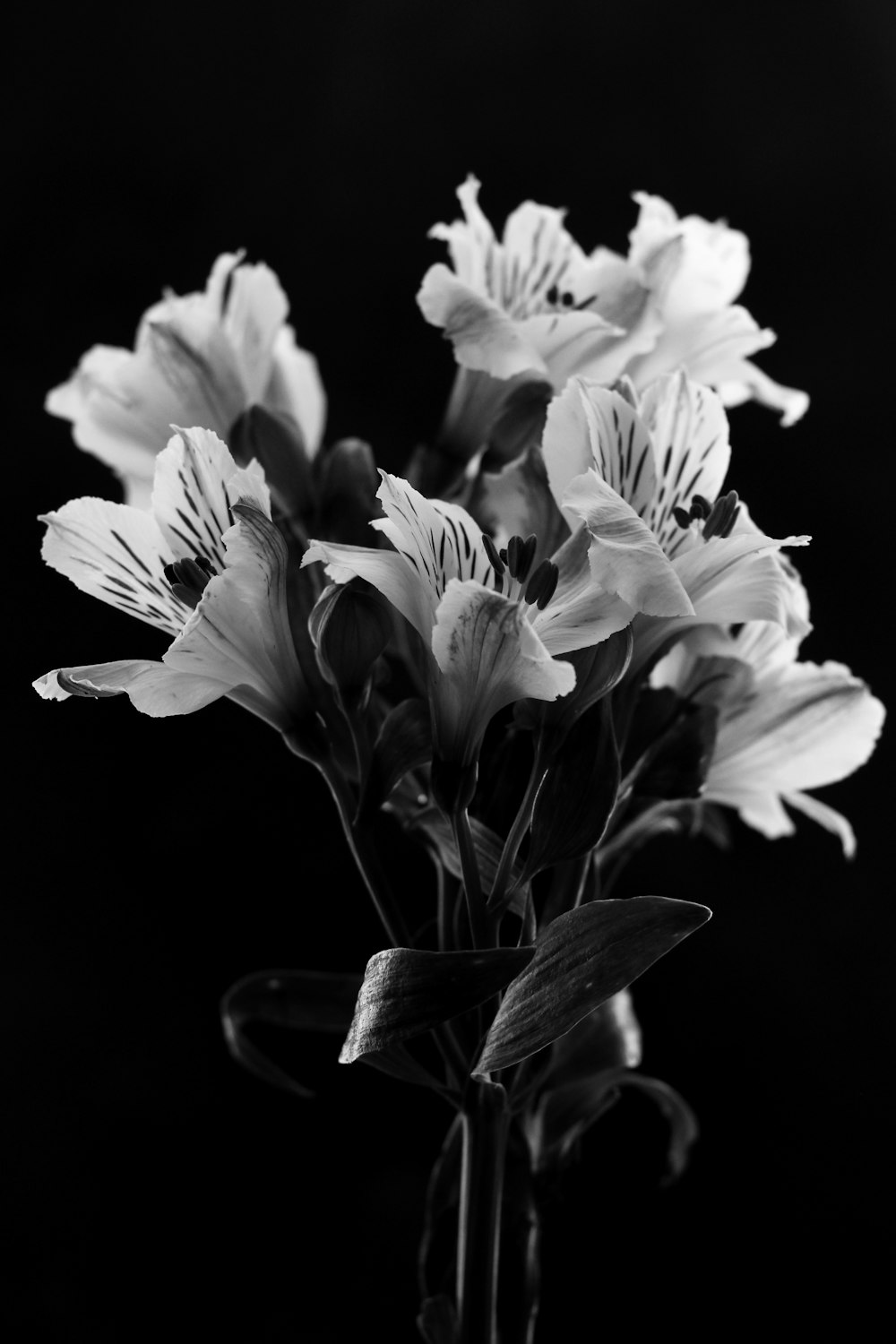 a black and white photo of flowers in a vase