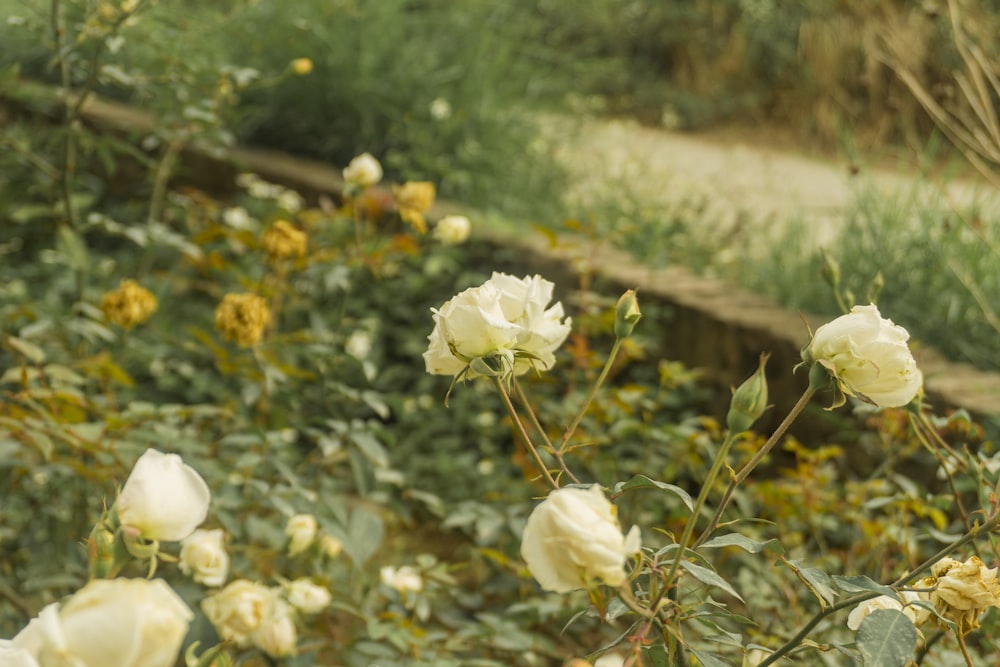 a field full of white flowers next to a dirt road