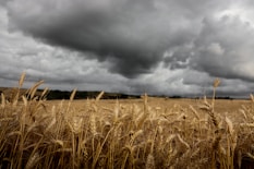 a field of wheat under a cloudy sky