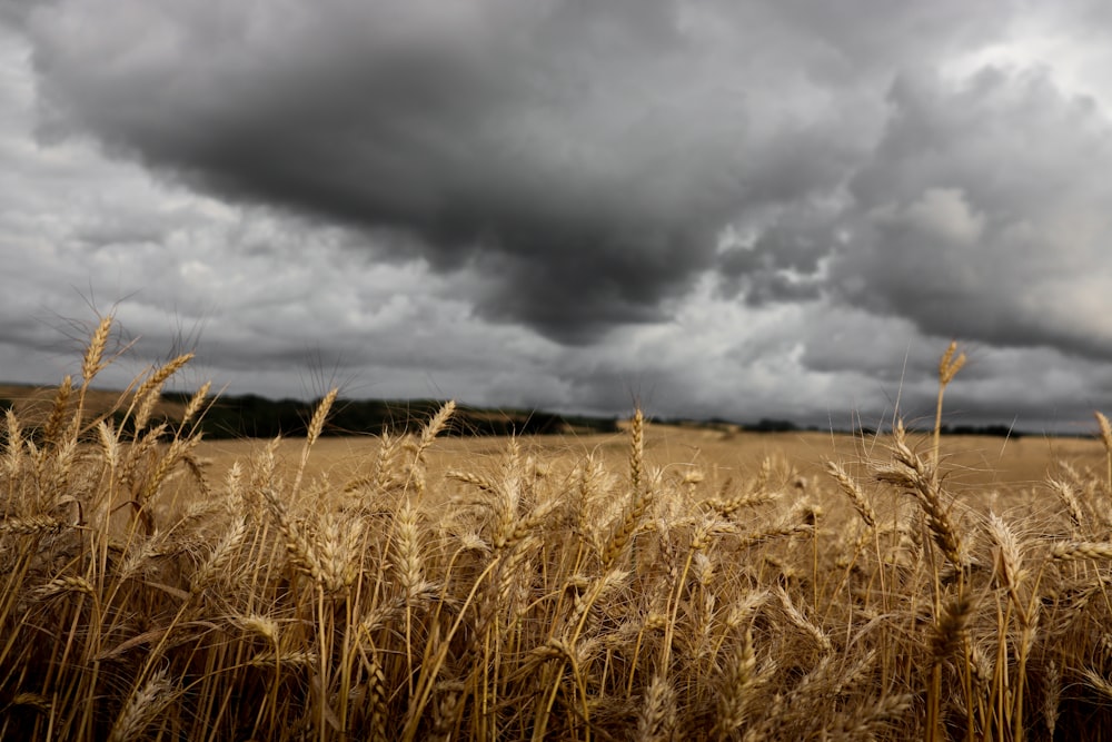 a field of wheat under a cloudy sky