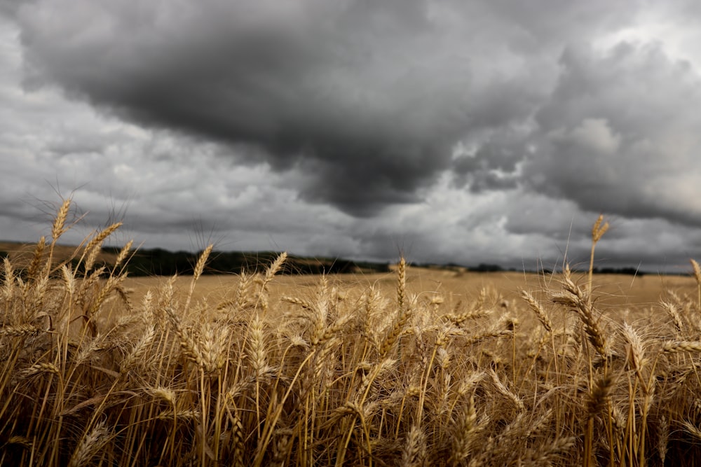 Un campo di grano sotto un cielo nuvoloso