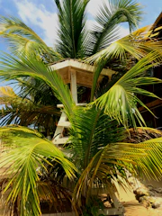 A cozy wooden bungalow nestled among lush tropical fruit trees under a bright blue sky.
