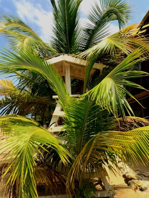 The iconic Molenteng Tree House overlooking the ocean.