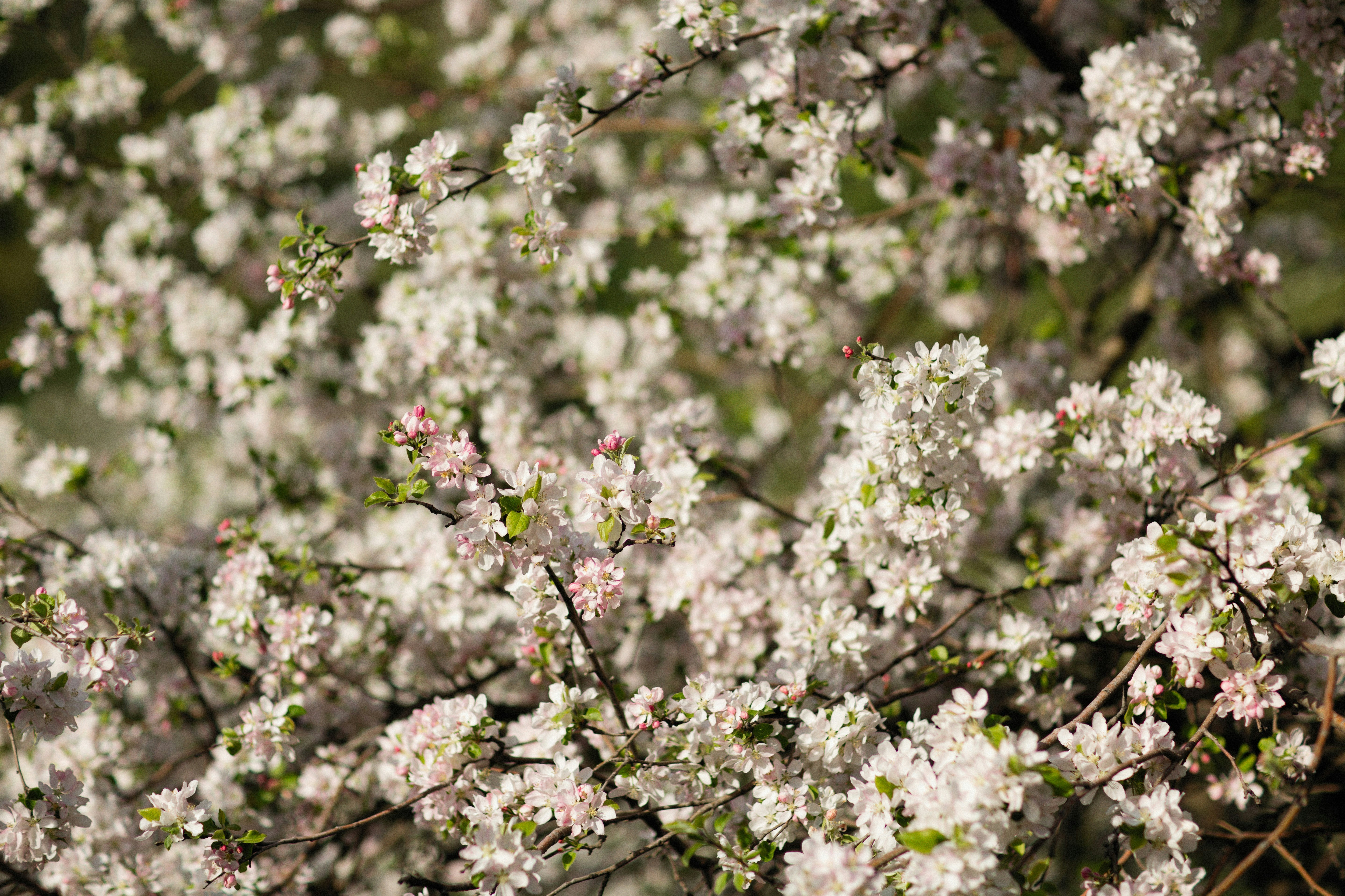 Photo by alexeydemidov