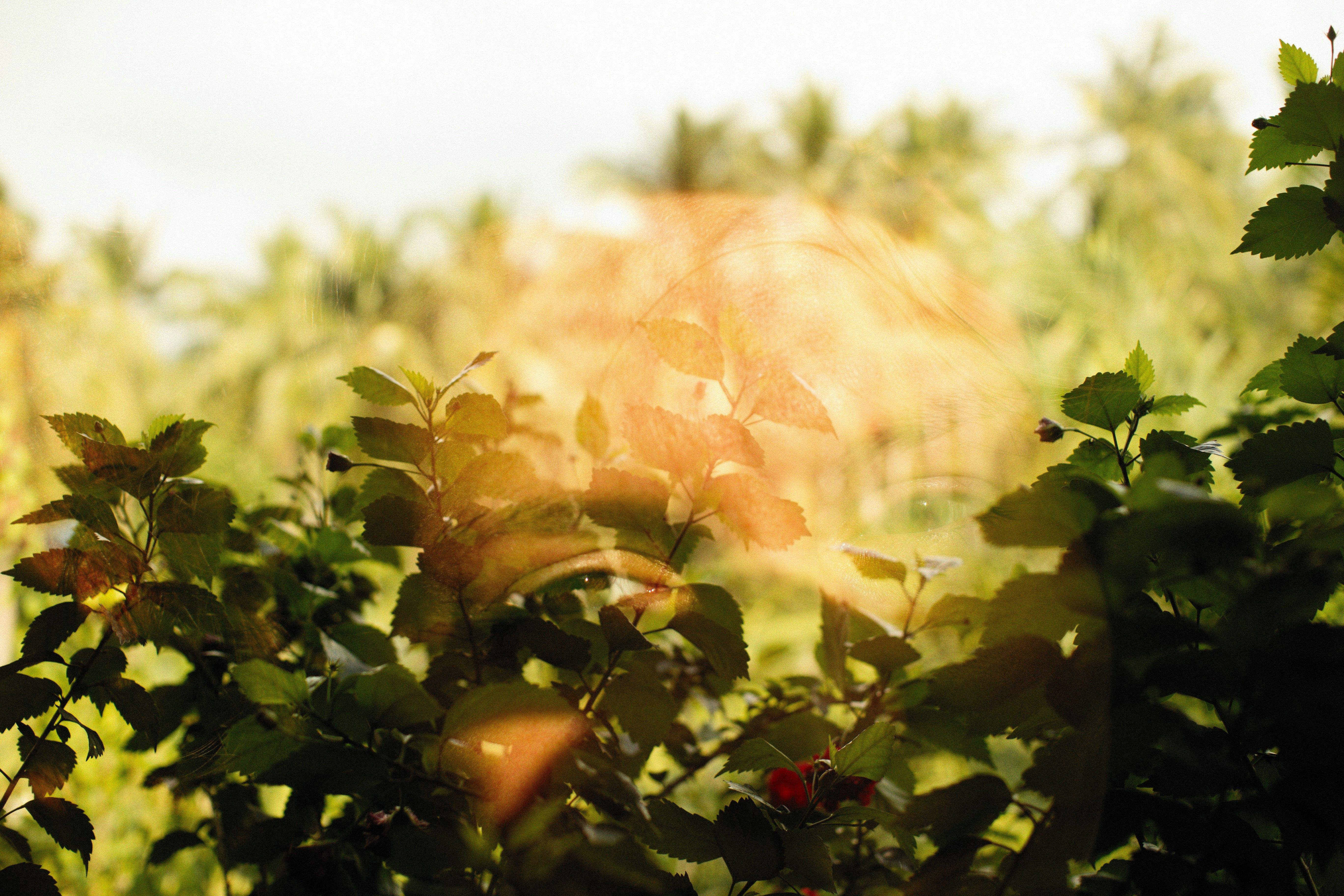 Soleil à travers les feuilles