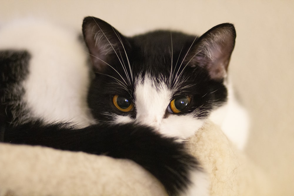 Eine schwarz-weiße Katze liegt auf einer Decke