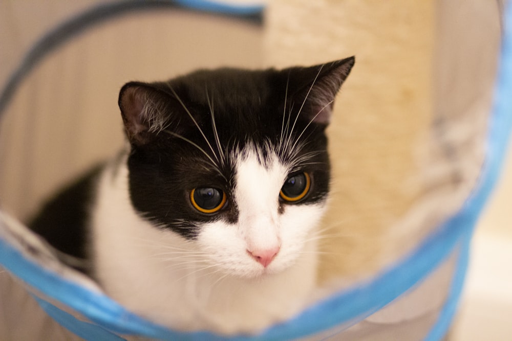 a black and white cat sitting inside of a cage