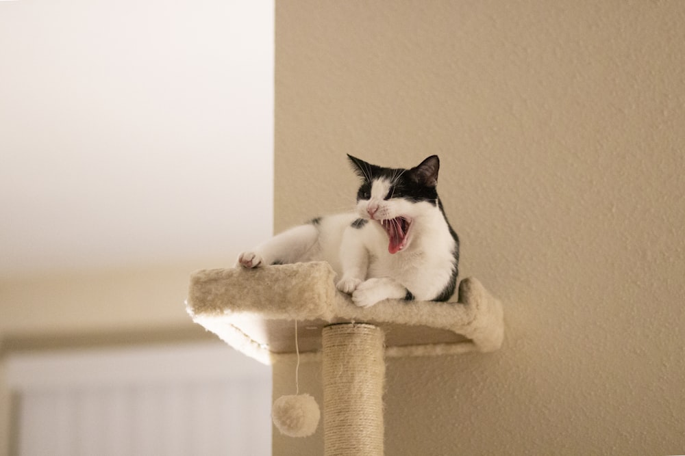 a black and white cat yawning on a cat tree
