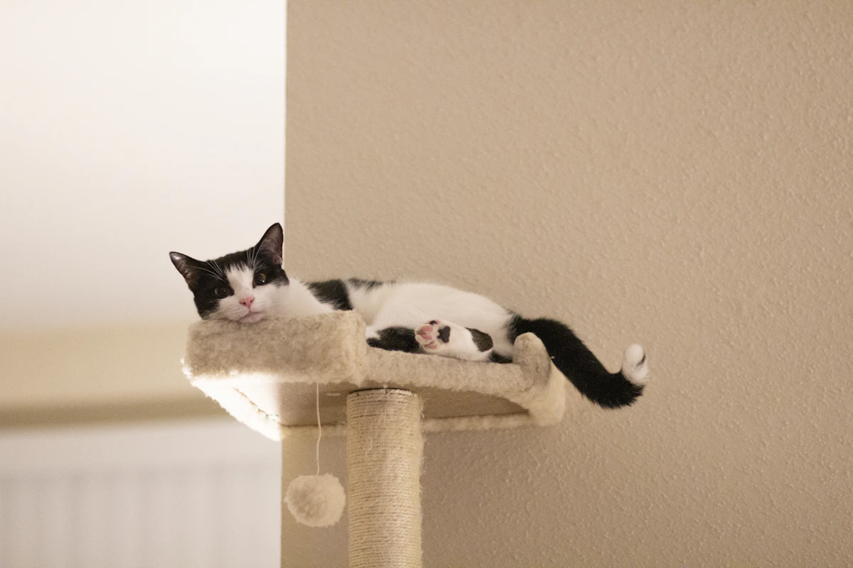 Gato estirándose para rascar contra una superficie vertical