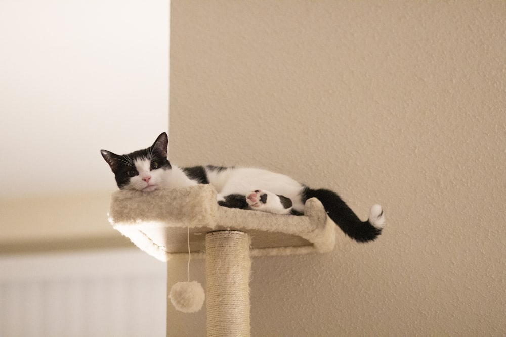 a black and white cat laying on top of a scratching post